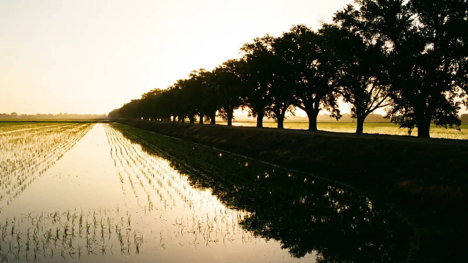 Oaks and hackberries standing on a low levee running through Acadia Parish rice country