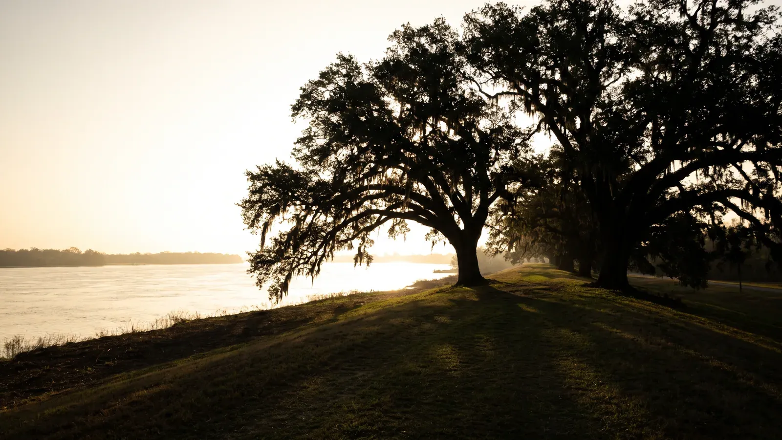 Two massive moss-draped live oaks on the grassy crown of a river levee near Baton Rouge