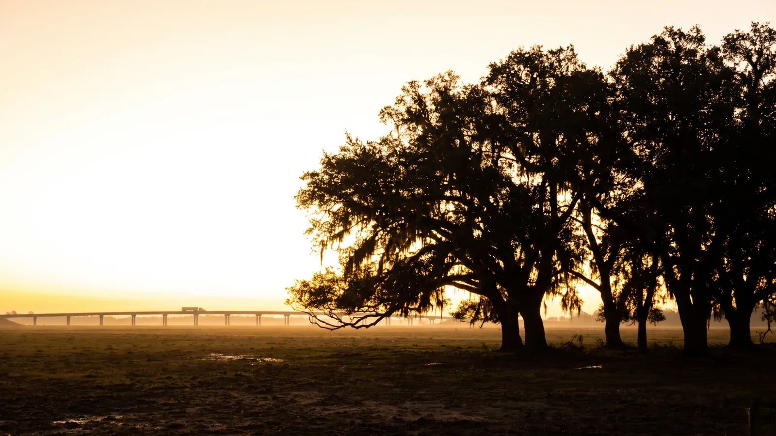 Big live oaks in open pasture near Carencro, with an elevated interstate on the far horizon