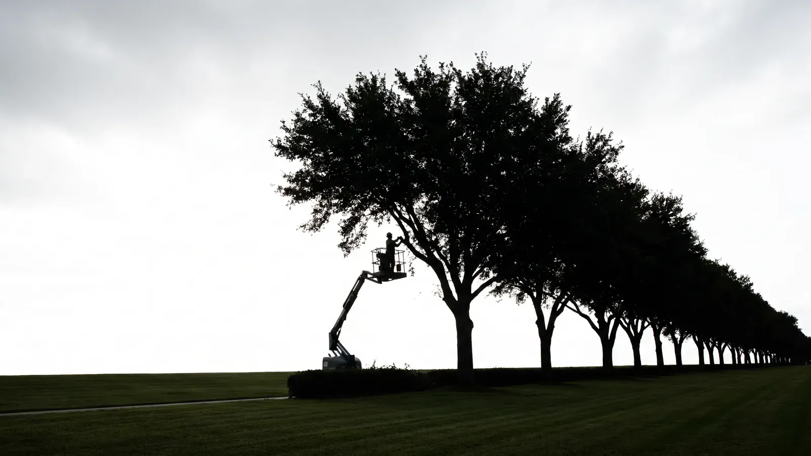 A long row of matched mature live oaks along a commercial property frontage, with a lift working at one tree