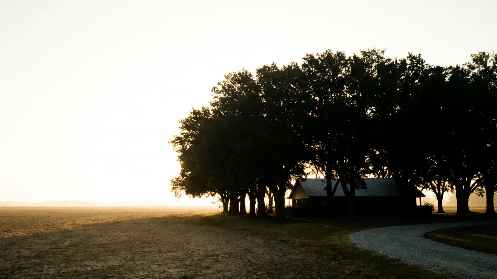 A windbreak row of mature oaks sheltering a low tin-roofed farmhouse on flat farmland near Duson