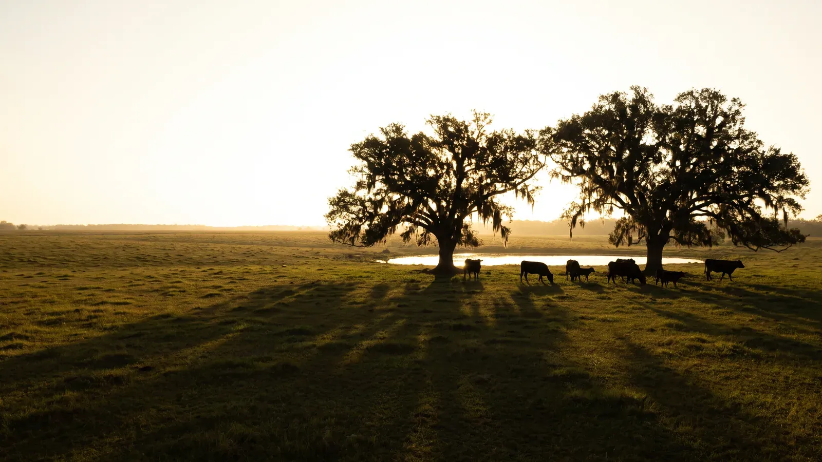 Cattle grazing beneath scattered live oaks on open prairie pasture in Evangeline Parish