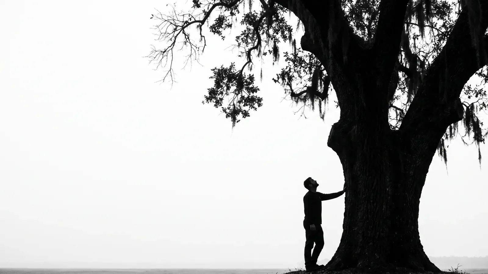 An arborist standing at the base of a mature live oak, one hand on the bark, looking up into the canopy