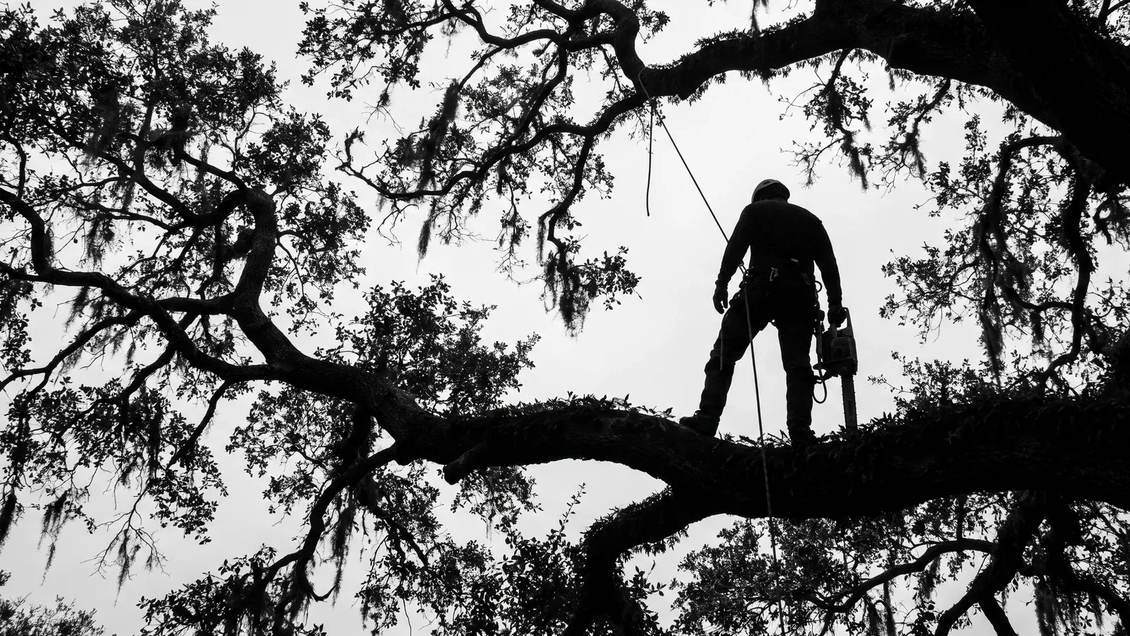 Louisiana Tree Masters arborist working from a tree limb
