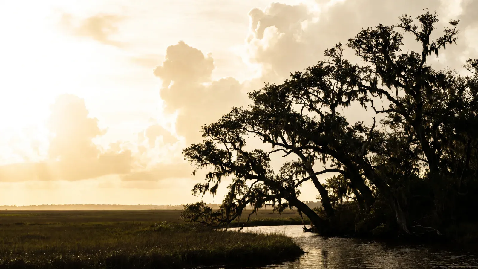 A line of veteran live oaks along a bayou bank near Houma, their canopies thinned and shaped by past storms