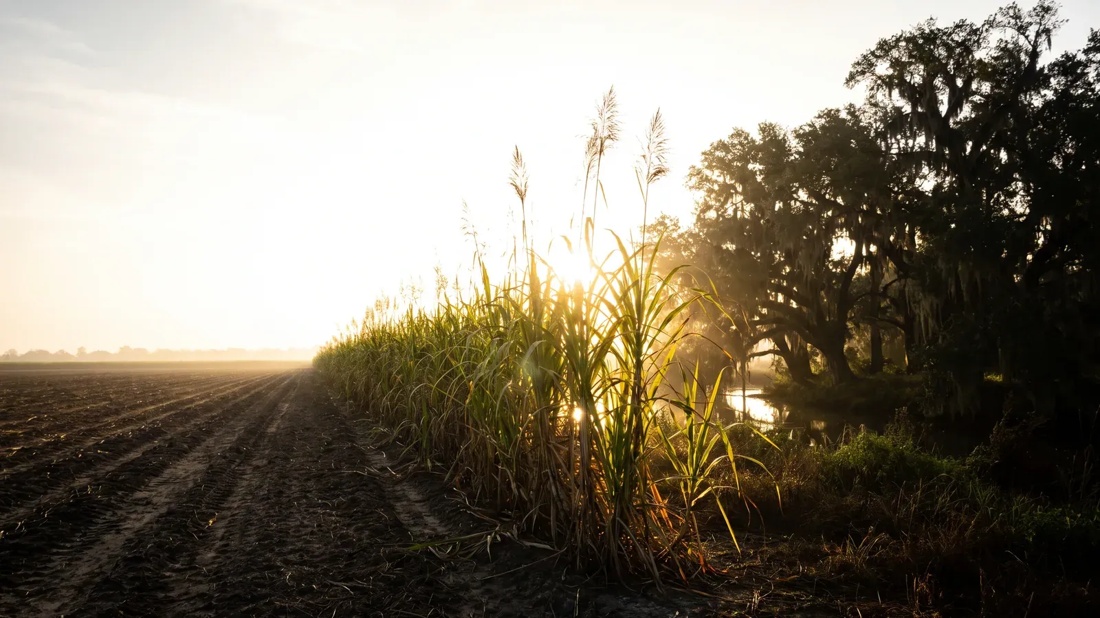 Rows of tall sugar cane with a grove of moss-draped live oaks behind them in Iberia Parish