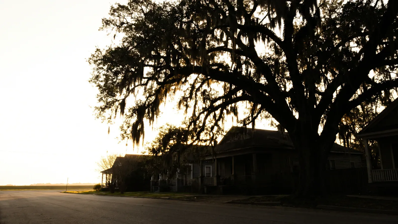 A centuries-old heritage live oak with limbs sweeping low and wide in an old Lafayette neighborhood