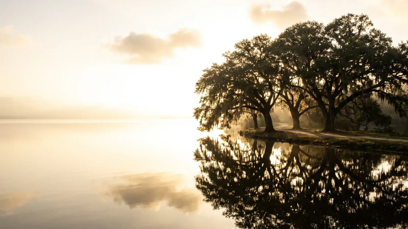 Mature live oaks at the grassy edge of a calm lake near Lake Charles, reflected in the water at dawn