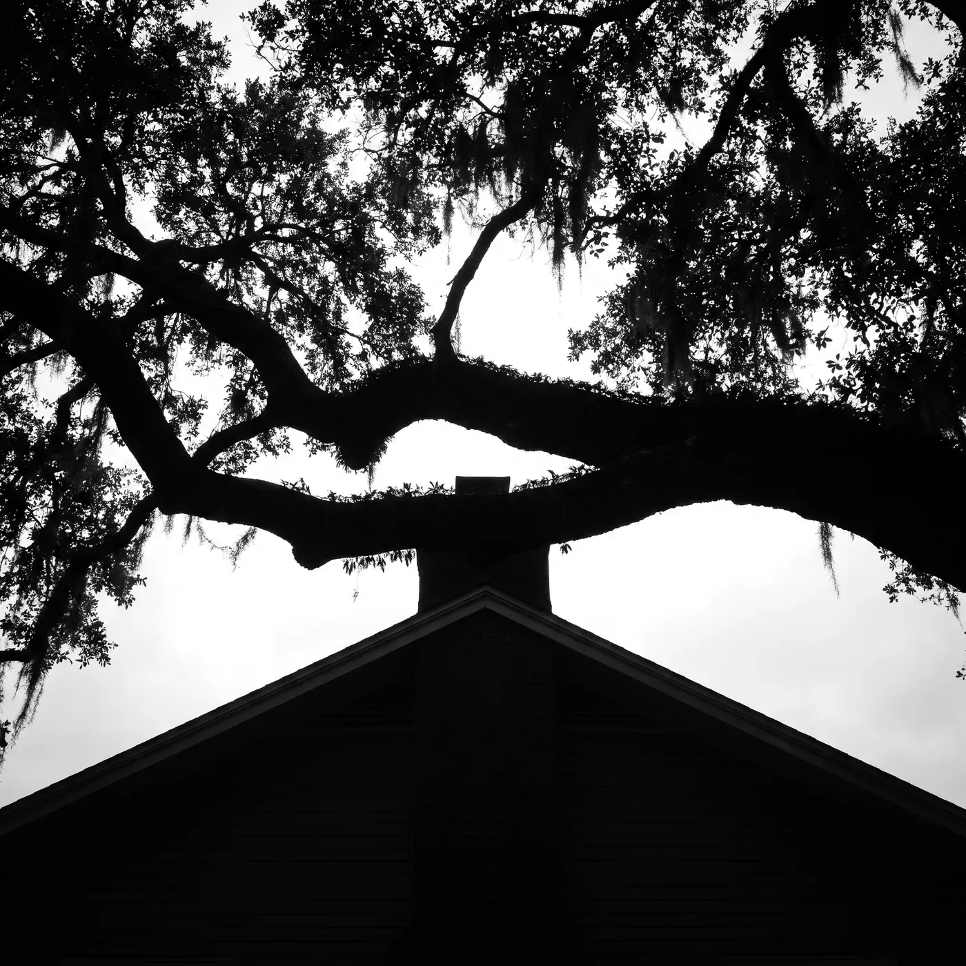 A heavy live oak limb reaching out directly above a house roof and chimney