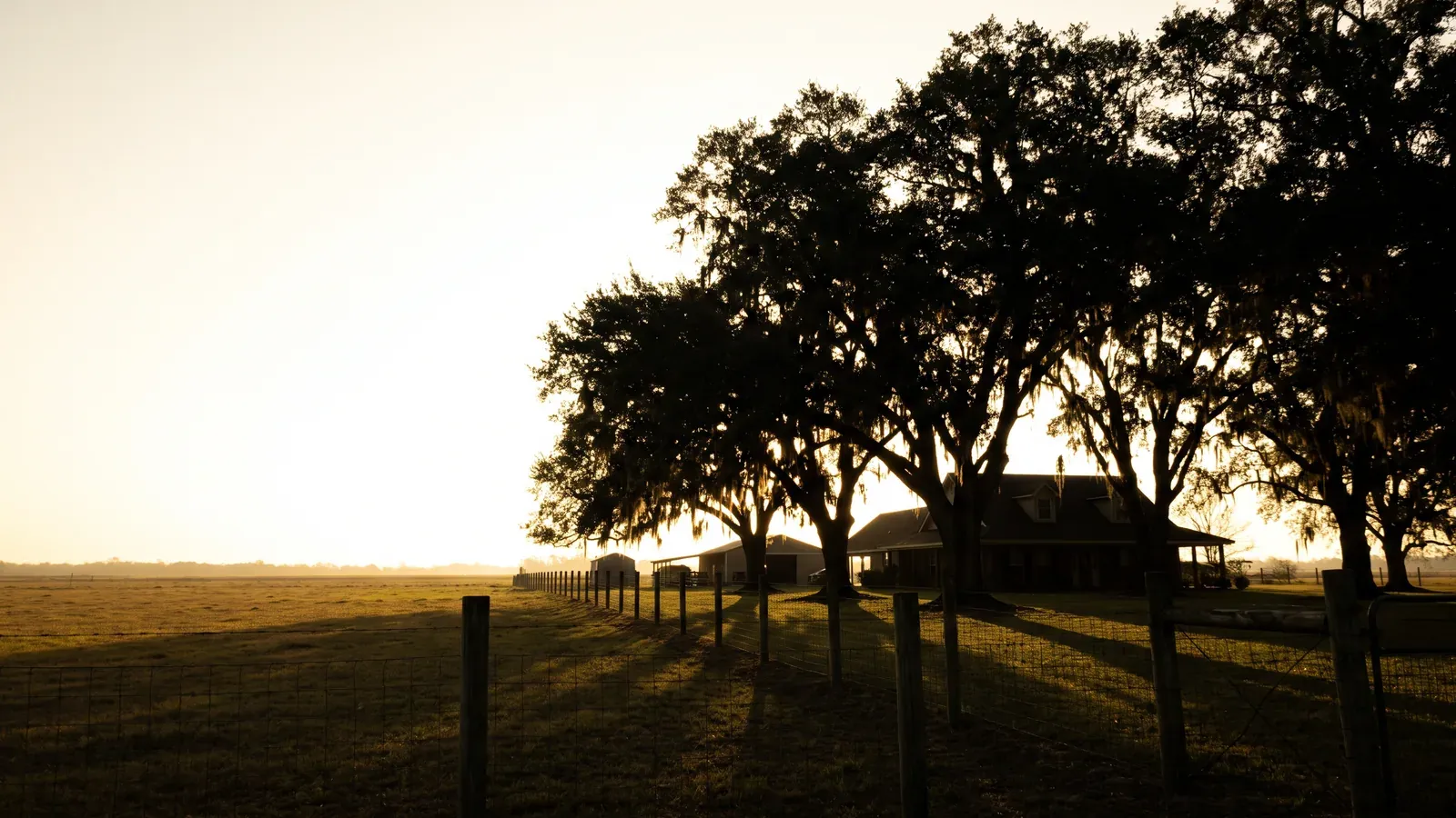 A cluster of mature live oaks shading a farmhouse set well back on a large rural parcel near Milton