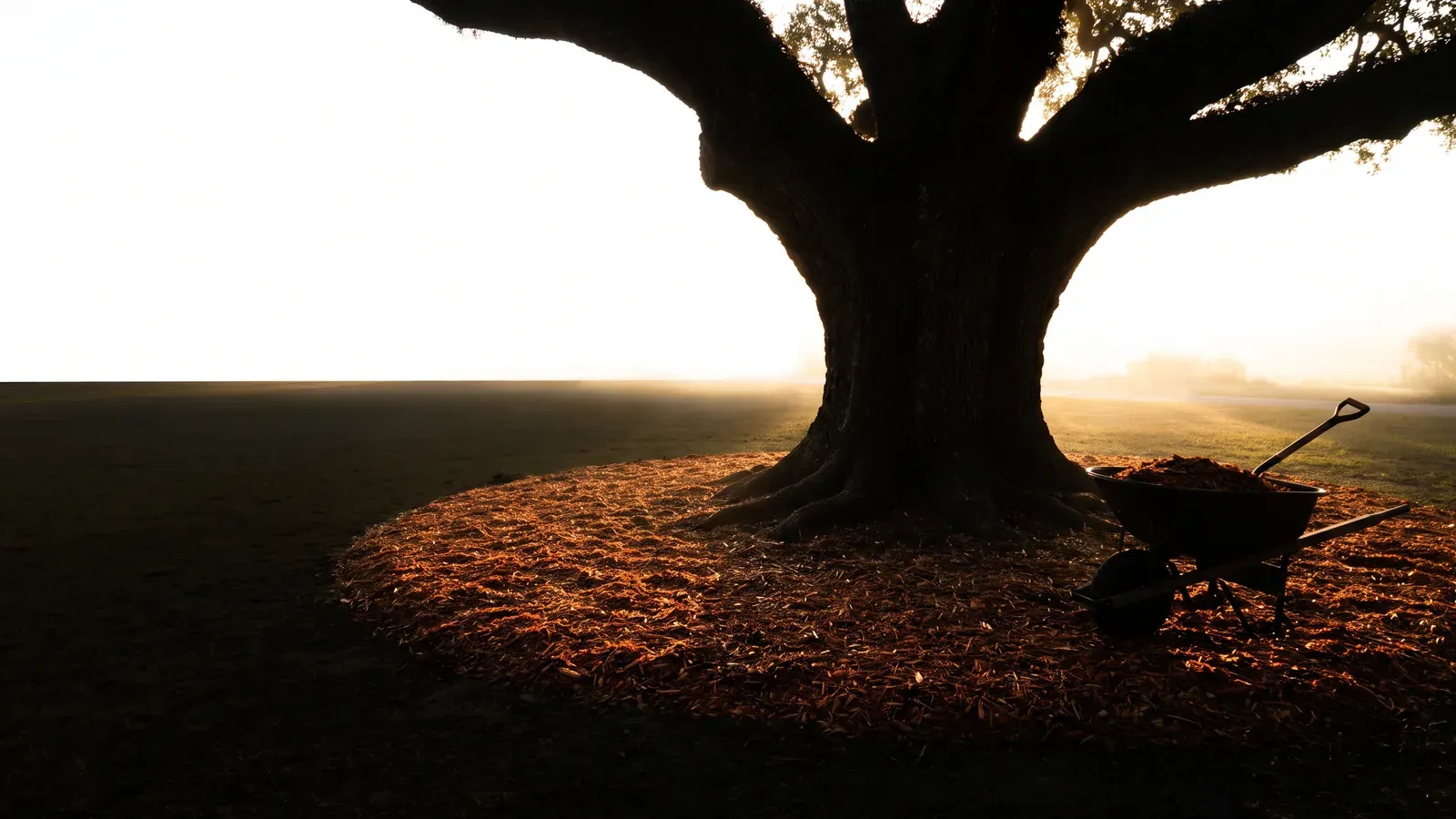 A freshly raked mulch ring around the base of a mature live oak, with a loaded wheelbarrow standing by