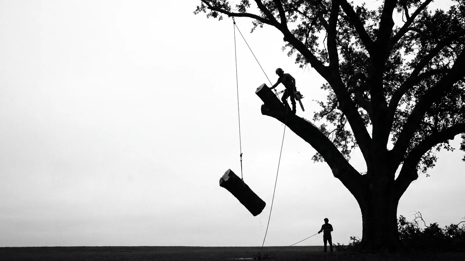 A large live oak taken down in sections, with a cut log lowered on rigging lines