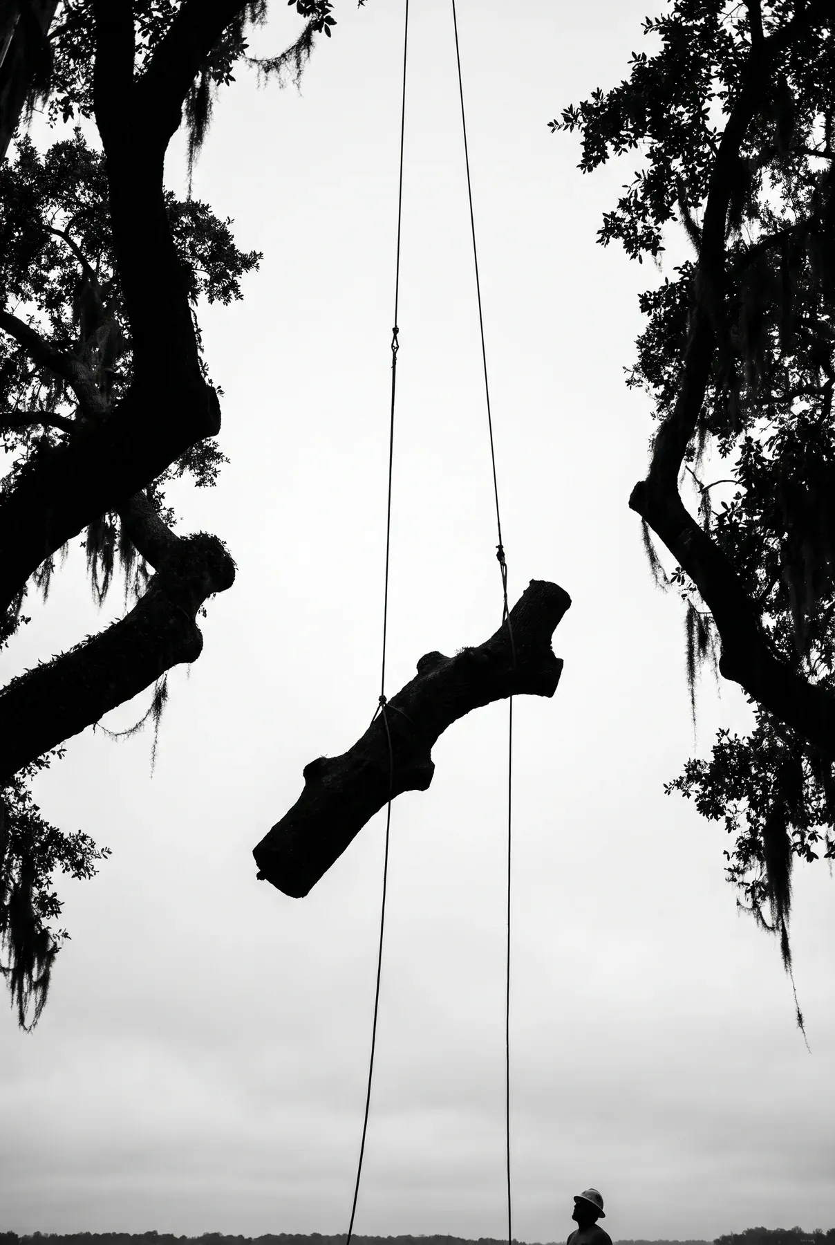 A severed oak limb suspended on rigging lines above a groundworker during a controlled removal