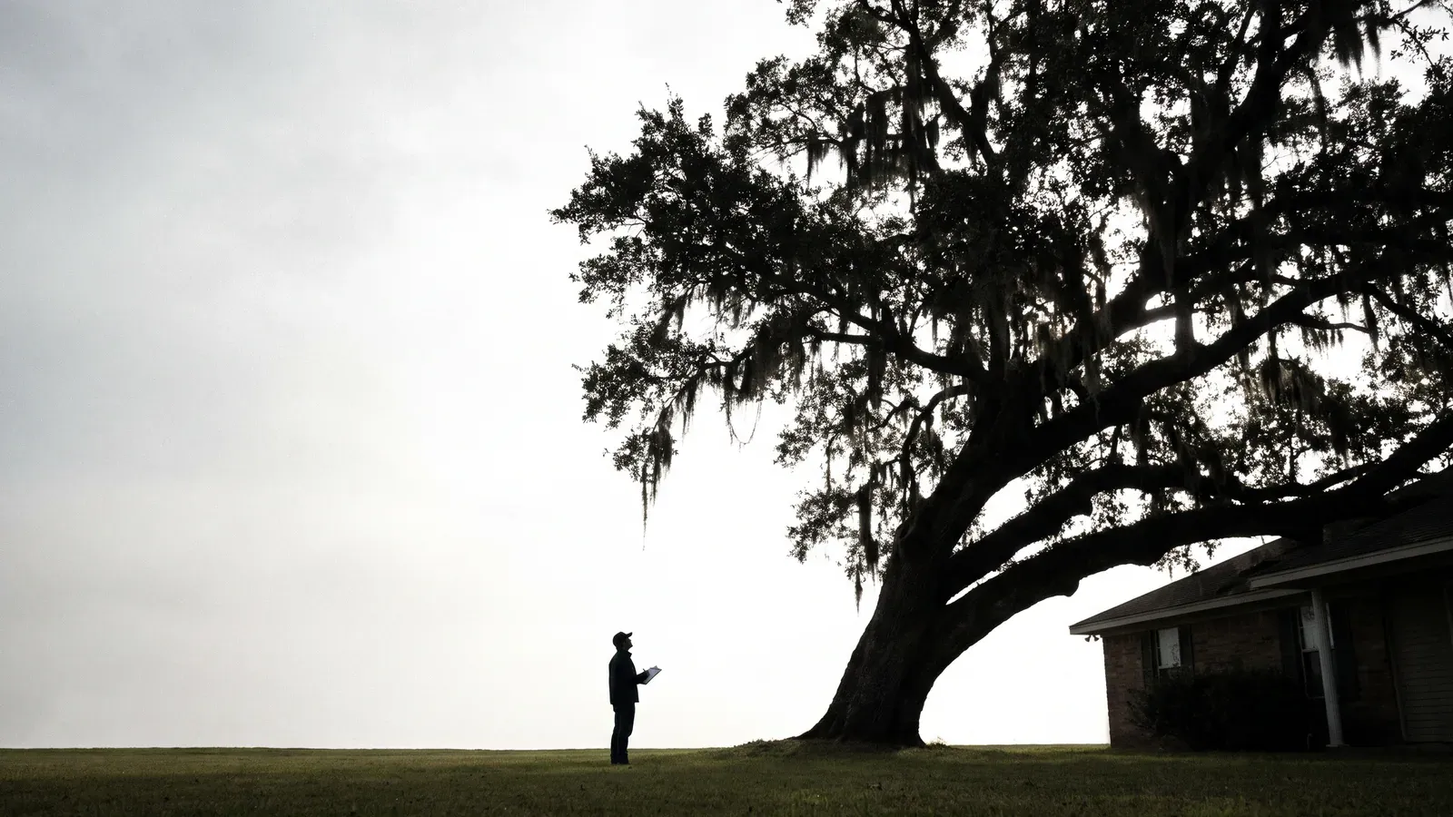 A very large live oak, fully intact, leaning noticeably toward the roof of a single-story house