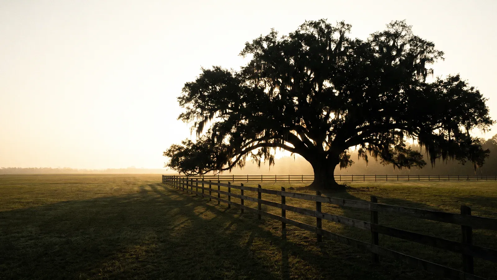 A single wide-crowned live oak hung with Spanish moss, standing alone in a big mowed lot in Scott