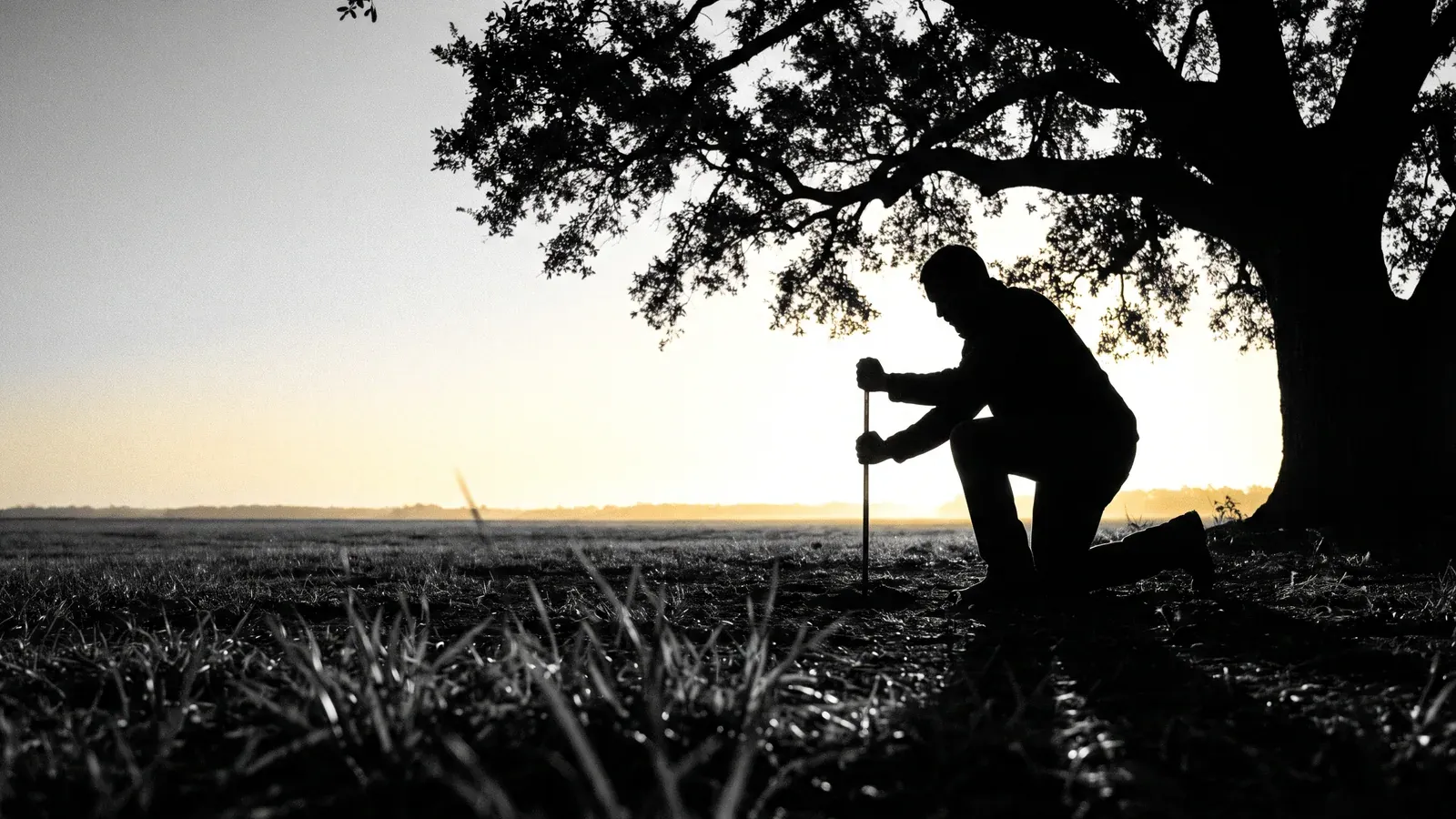 A worker kneeling at the drip line of a big live oak, driving a soil probe into the ground