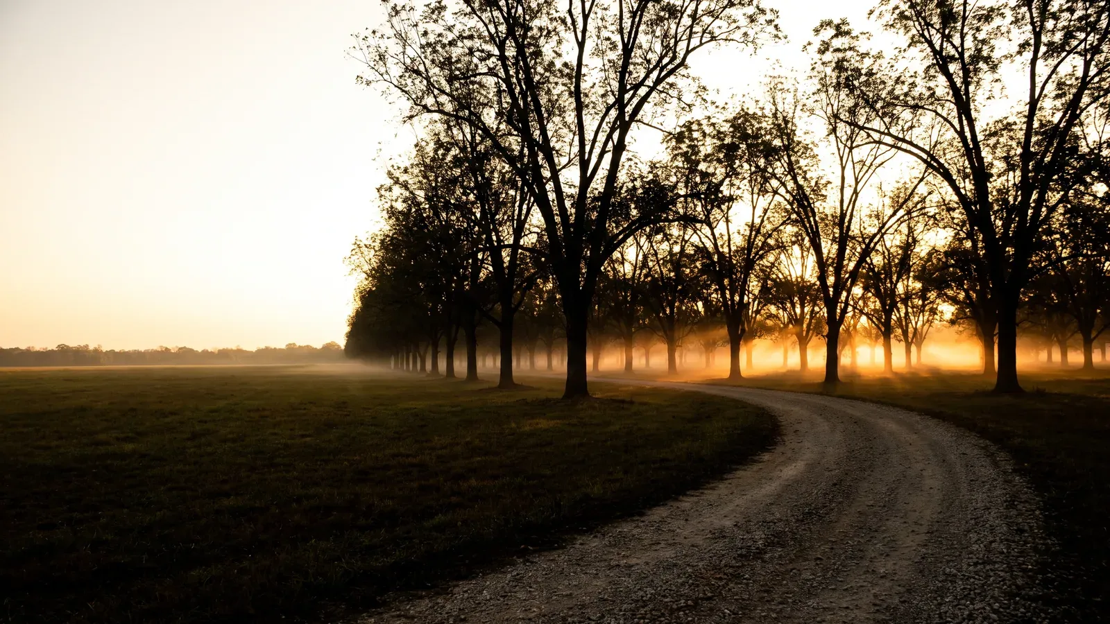 Rows of mature pecan trees with ground fog lying between the trunks in a St. Landry Parish grove