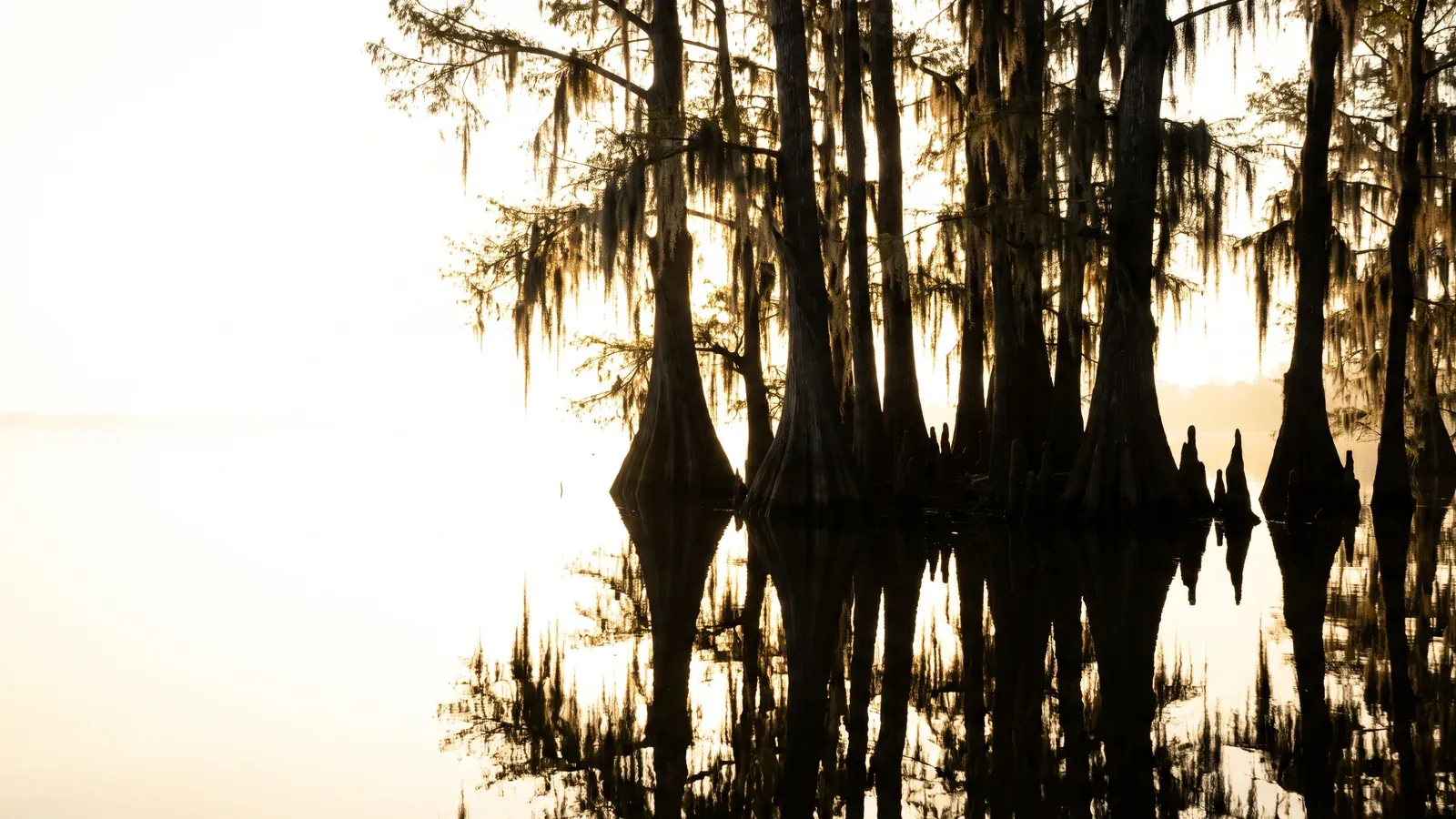 Bald cypress trees rising out of still water at the edge of the Atchafalaya Basin in St. Martin Parish