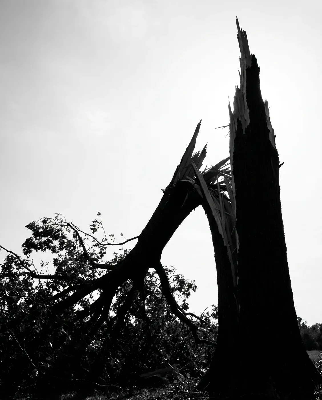 A tree trunk snapped in half by a storm, its splintered break silhouetted against a bright sky