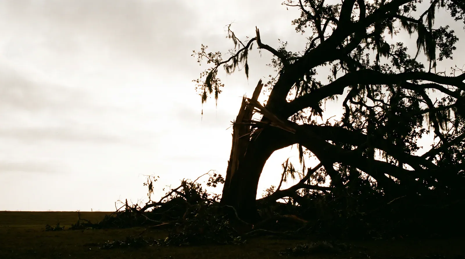 A storm-toppled live oak with a split trunk, its crown down across the yard at dawn