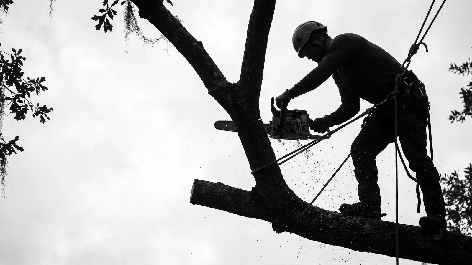 An arborist secured on rope and lanyard, pruning inside the canopy of a massive live oak