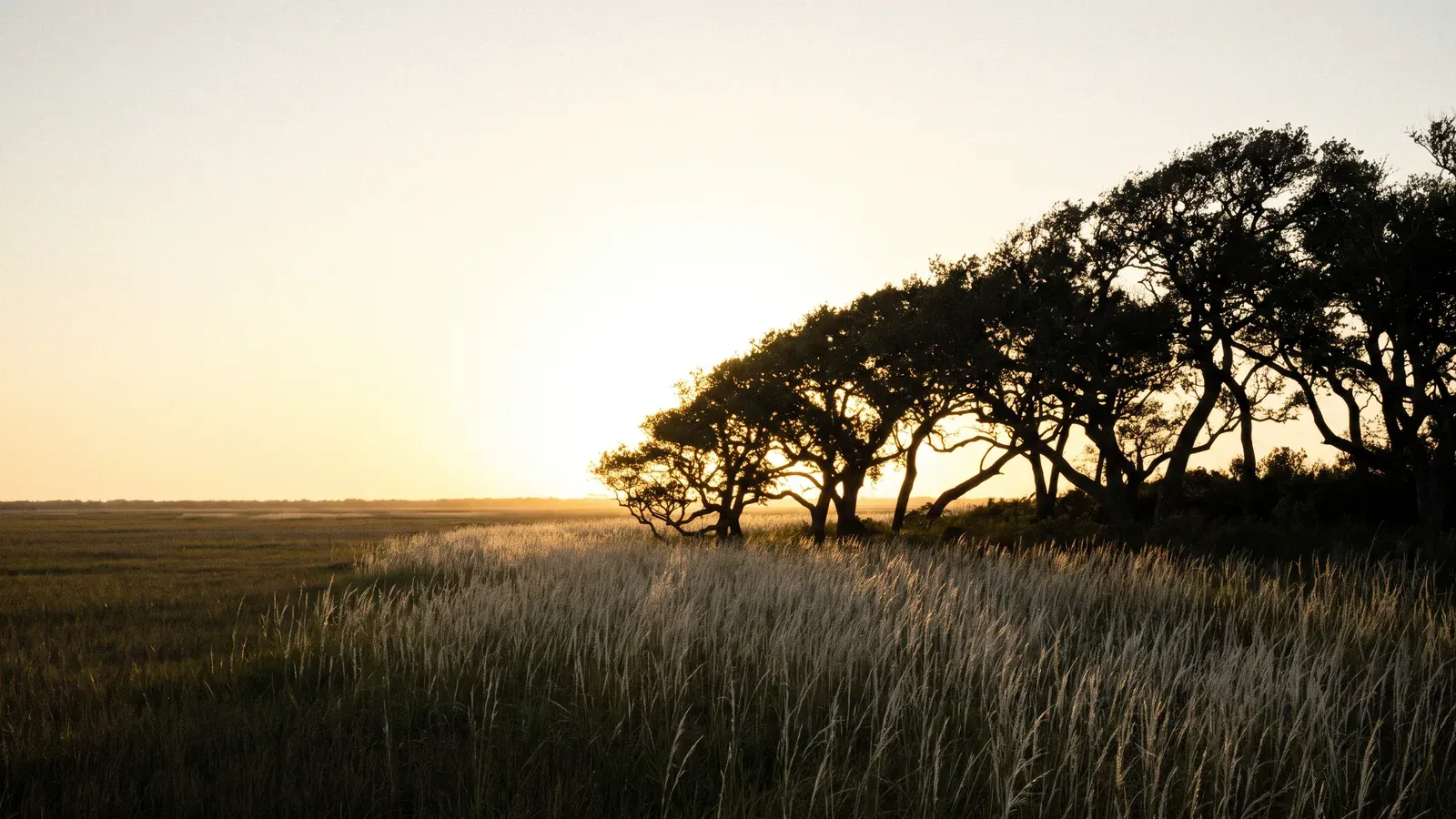 Coastal live oaks sculpted by decades of gulf wind, every canopy leaning inland, in Vermilion Parish