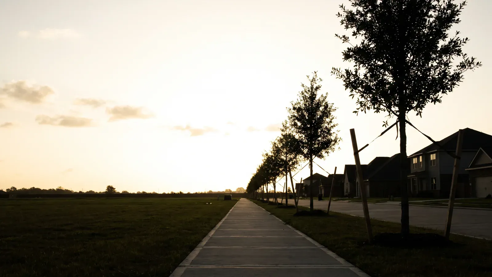 Newly planted young trees staked along a fresh sidewalk in a new Youngsville neighborhood